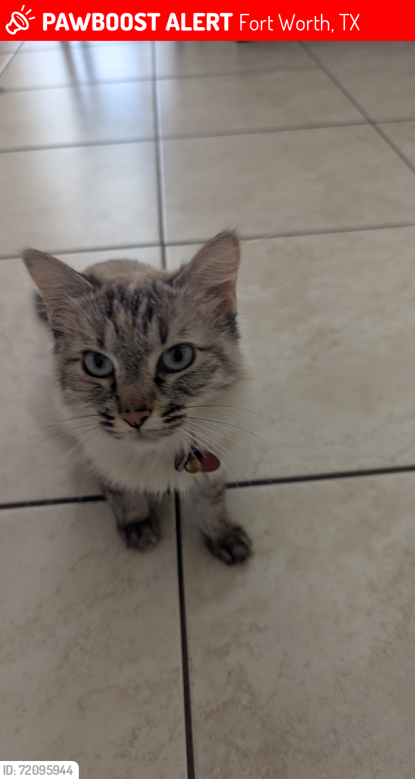 Lost Female Cat last seen Hemphill and Legato, Fort Worth, TX 76134