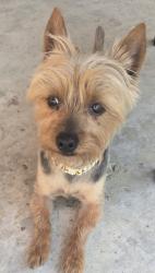Lost Male Dog last seen 39th, San Antonio, TX 78237