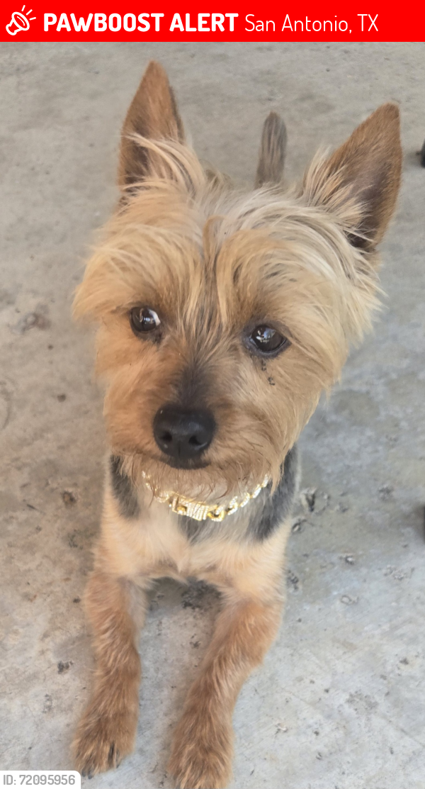 Lost Male Dog last seen 39th, San Antonio, TX 78237