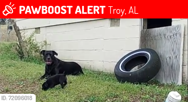 Lost Male Dog last seen St Paul Street,three notch st,CVS on 231 north, Troy, AL 36081