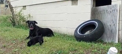 Lost Male Dog last seen St Paul Street,three notch st,CVS on 231 north, Troy, AL 36081
