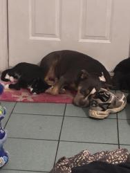 Reunited Female Dog last seen Near 56th ave e dr, Bradenton, FL 34203