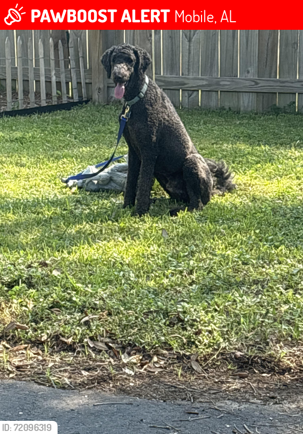 Lost Male Dog last seen Castlewood and Schillinger , Mobile, AL 36619