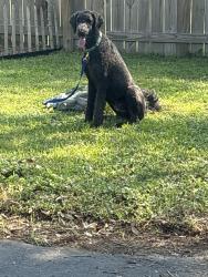 Lost Male Dog last seen Castlewood and Schillinger , Mobile, AL 36619