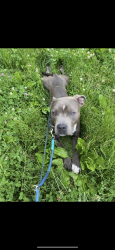 Lost Male Dog last seen Spruce and 40th st, Philadelphia, PA 19104