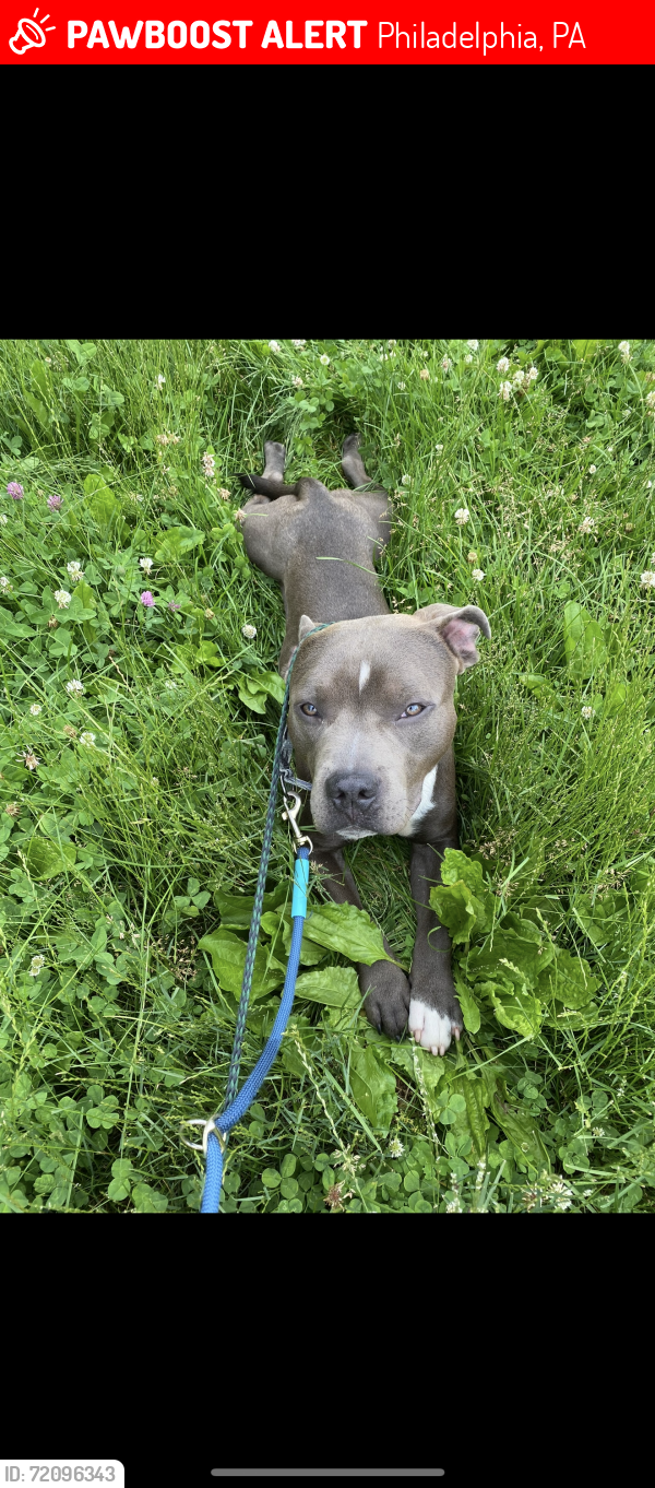 Lost Male Dog last seen Spruce and 40th st, Philadelphia, PA 19104