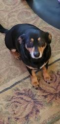 Lost Female Dog last seen Commons Oak Lane, Huffman, TX 77336