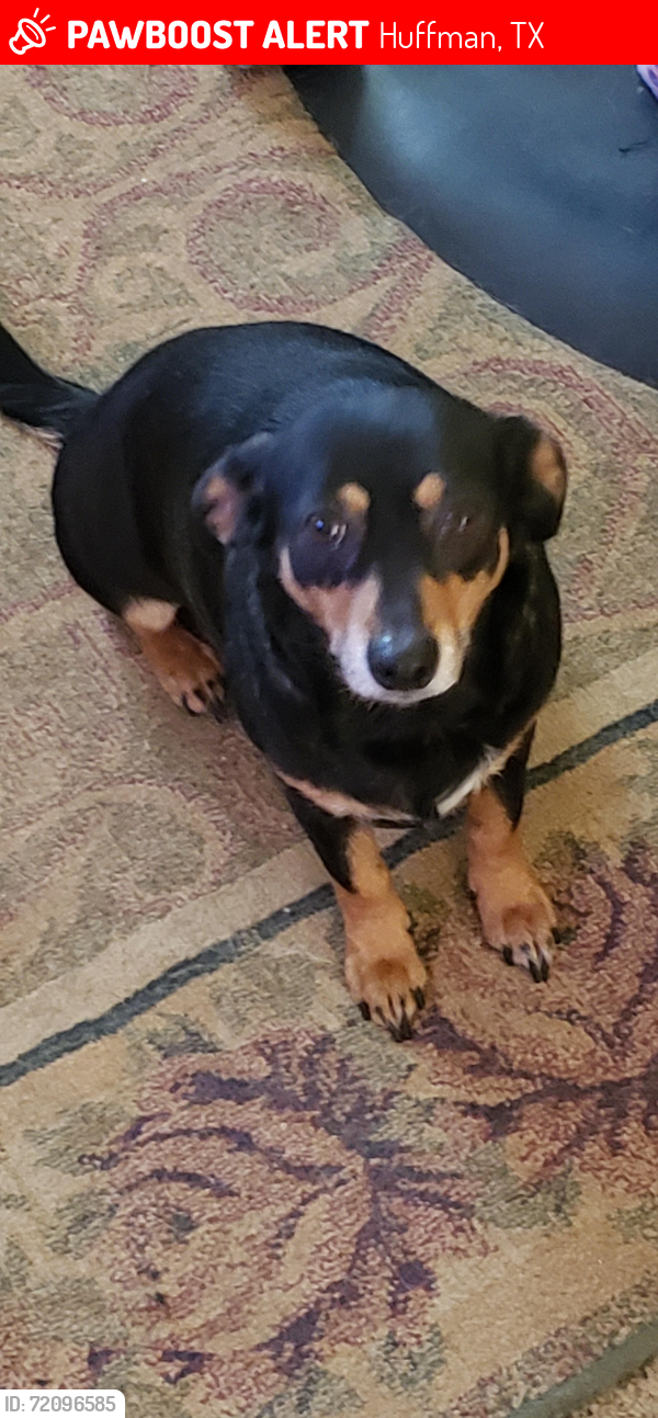 Lost Female Dog last seen Commons Oak Lane, Huffman, TX 77336