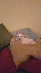 Lost Male Dog last seen Walmart Neighborhood Market Del Amo Blvd & Avalon Blvd, Carson, CA 90746