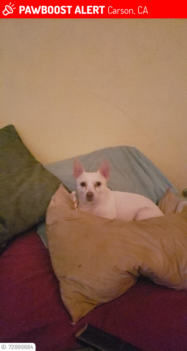 Lost Male Dog last seen Walmart Neighborhood Market Del Amo Blvd & Avalon Blvd, Carson, CA 90746