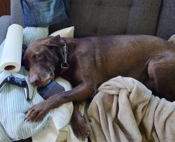 Lost Male Dog last seen Peeks and Gulf Meadows, Houston, TX 77075