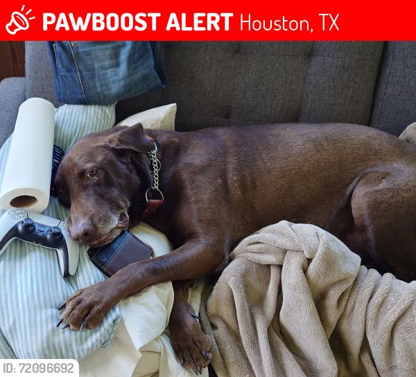 Lost Male Dog last seen Peeks and Gulf Meadows, Houston, TX 77075
