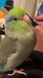 Lost Male Bird last seen Liberty street and Manila ave , El Cerrito, CA 94530