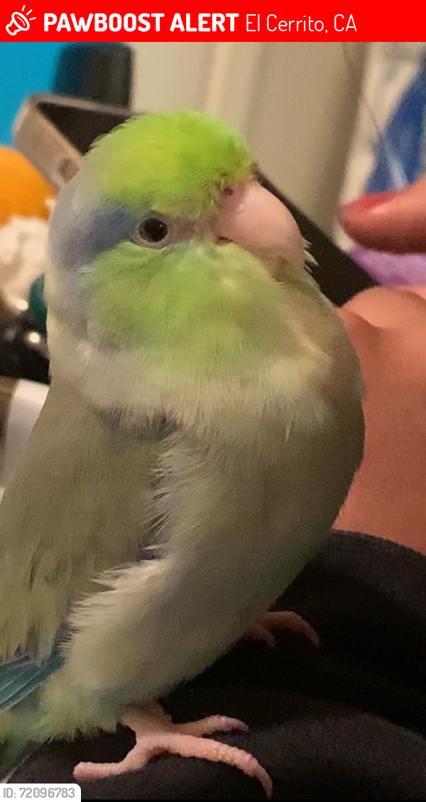 Lost Male Bird last seen Liberty street and Manila ave , El Cerrito, CA 94530