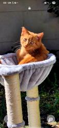 Lost Male Cat last seen In Baberton Avenue @ 06.30am, Edinburgh, Scotland EH14