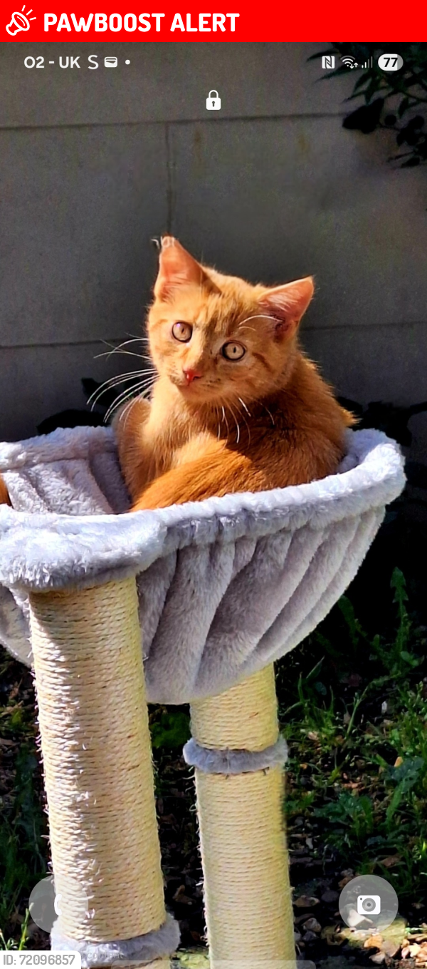 Lost Male Cat last seen In Baberton Avenue @ 06.30am, Edinburgh, Scotland EH14