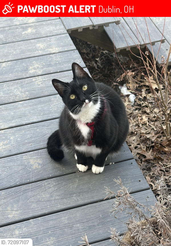 Lost Male Cat last seen Sycamore Ridge / Bridge Park, Dublin, OH 43017