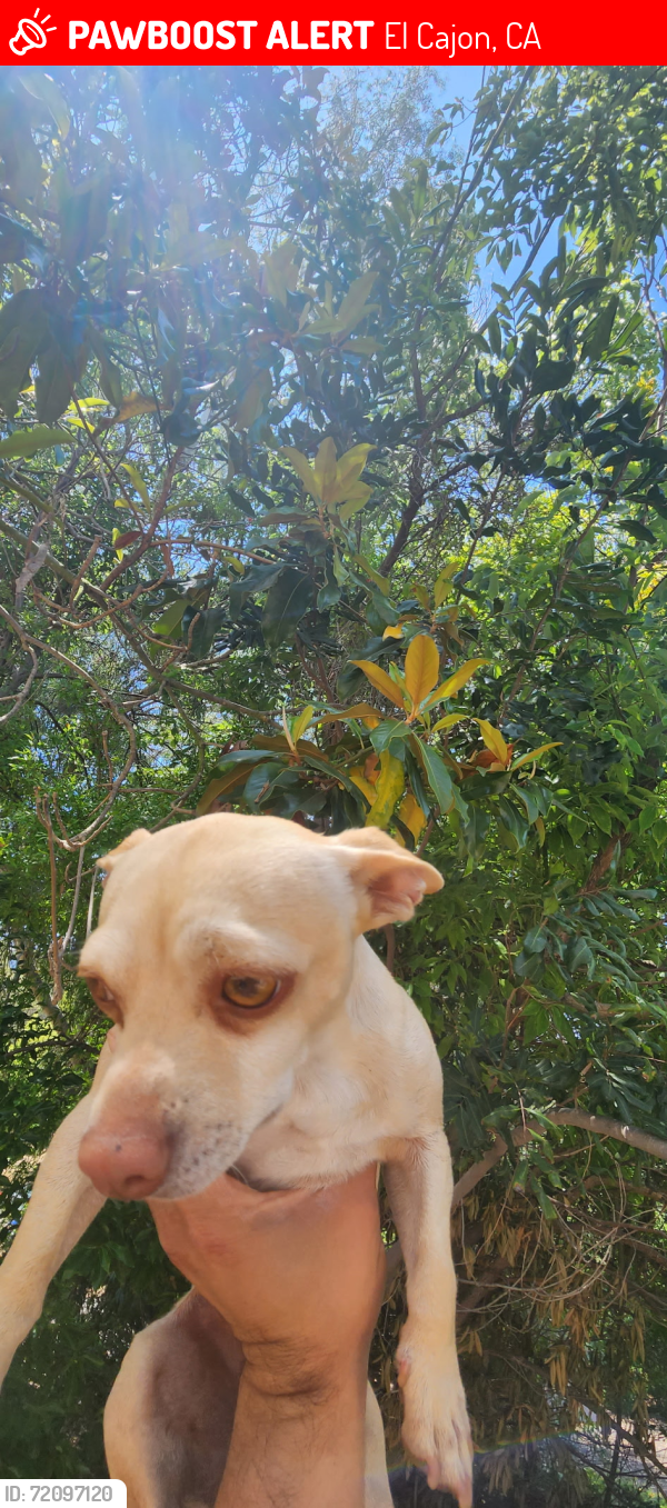 Lost Male Dog last seen Near Grandridge road el cajon CA 92020, El Cajon, CA 92020