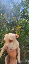 Lost Male Dog last seen Near Grandridge road el cajon CA 92020, El Cajon, CA 92020