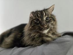 Lost Male Cat last seen Bayridge and Woodbine , Kingston, ON K7P