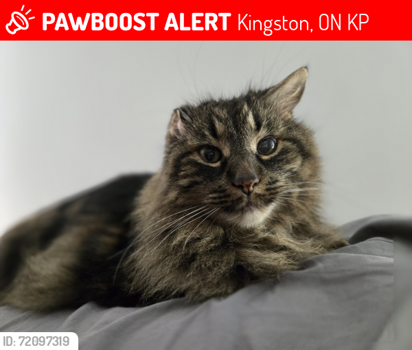 Lost Male Cat last seen Bayridge and Woodbine , Kingston, ON K7P