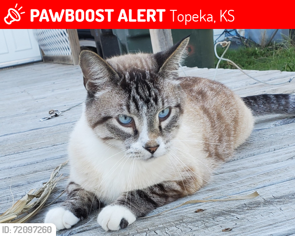 Lost Male Cat last seen SE California Ave & 53rd St and SE Berryton RD & 53rd St, Topeka, KS 66609