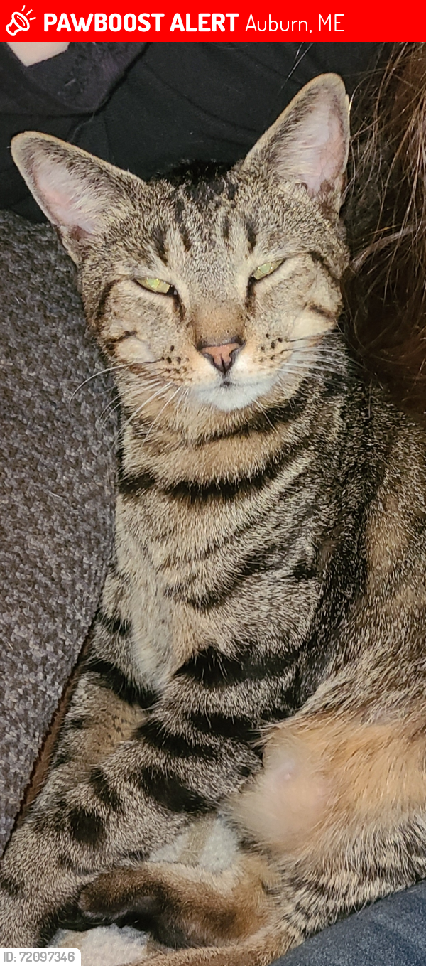 Lost Male Cat last seen Reginald St. Auburn, Auburn, ME 04210