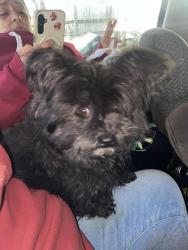 Lost Male Dog last seen Wright st & edgefield , Dallas, TX 75208