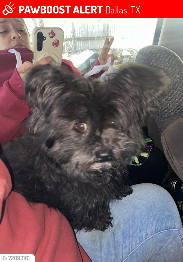 Lost Male Dog last seen Wright st & edgefield , Dallas, TX 75208