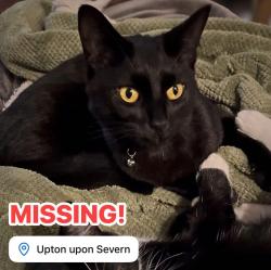 Lost Male Cat last seen Queen Hill, Upton Upon Severn, Upton upon Severn, England WR8 0RE