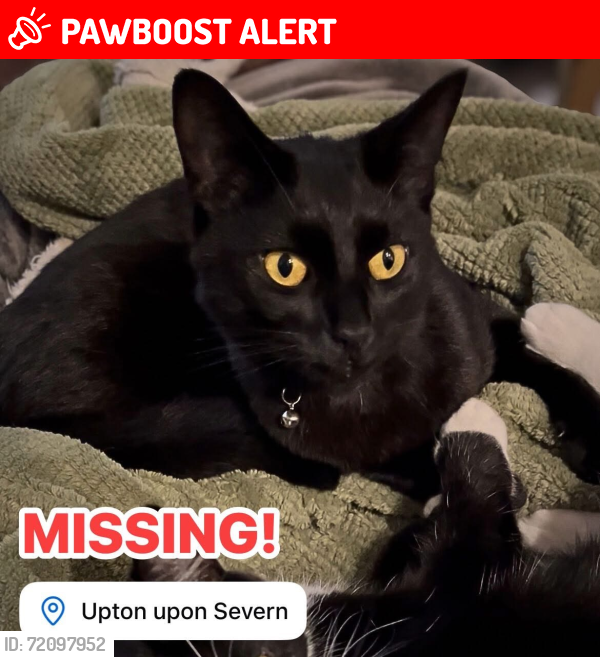 Lost Male Cat last seen Queen Hill, Upton Upon Severn, Upton upon Severn, England WR8 0RE