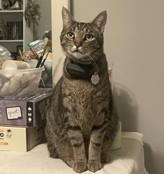 Lost Male Cat last seen Old Light Circle, Banner Square , Arrington, TN 37014