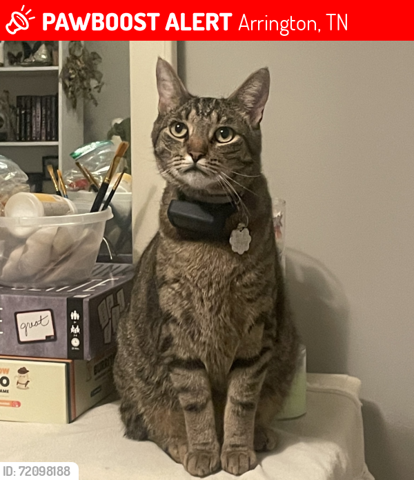 Lost Male Cat last seen Old Light Circle, Banner Square , Arrington, TN 37014