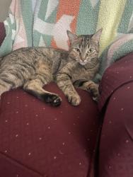 Lost Female Cat last seen Singletree and Carriage, Willow Park, TX 76087