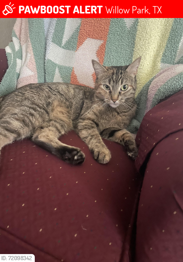 Lost Female Cat last seen Singletree and Carriage, Willow Park, TX 76087