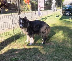 Lost Female Dog last seen Creek road, Lackawanna County, PA 18411