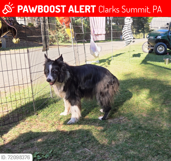 Lost Female Dog last seen Creek road, Lackawanna County, PA 18411