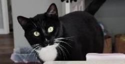 Lost Male Cat last seen Cedar Hills, Abilene, TX 79606