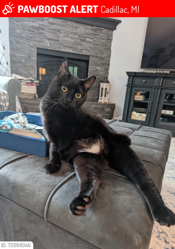 Lost Male Cat last seen Near Bramblewood Cadillac, MI, Cadillac, MI 49601
