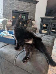 Lost Male Cat last seen Near Bramblewood Cadillac, MI, Cadillac, MI 49601