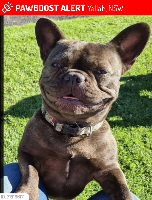Lost Female Dog last seen Princes highway Dapto 2530, Yallah, NSW 2530