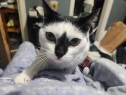 Lost Female Cat last seen 7mile and beach daly, Redford Township, MI 48239