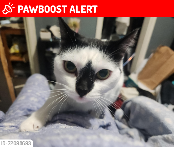 Lost Female Cat last seen 7mile and beach daly, Redford Township, MI 48239