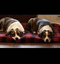 Lost Male Dog last seen US1 and Pinebreeze Circle on the west side of US1, Nassau County, FL 32011