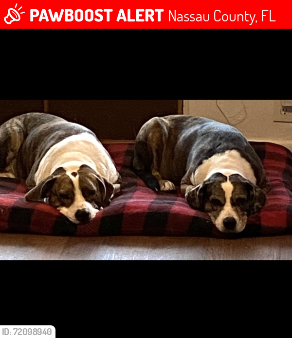 Lost Male Dog last seen US1 and Pinebreeze Circle on the west side of US1, Nassau County, FL 32011