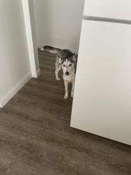 Lost Female Dog last seen N Maryland Pkwy and E Bonanza, Las Vegas, NV 89101