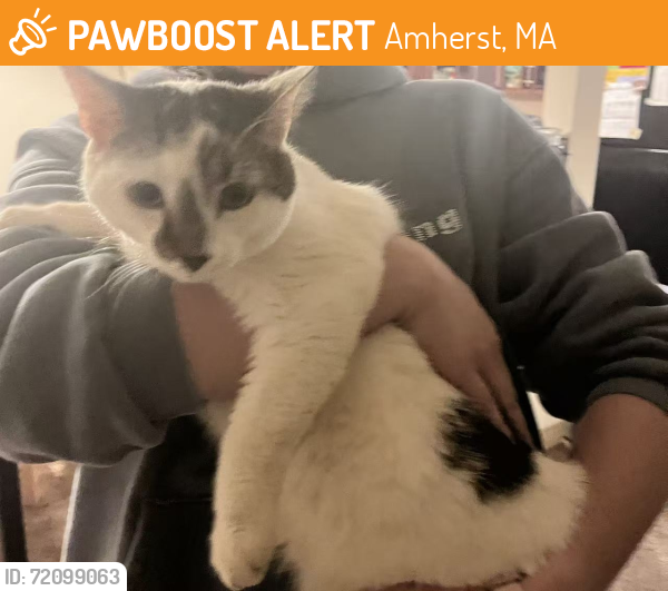 Rehomed Male Cat last seen Near Riverglade Drive , Amherst, MA 01002