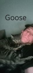 Lost Male Cat last seen Broadway Street, 4 blocks south of lake, Emmetsburg, IA 50536