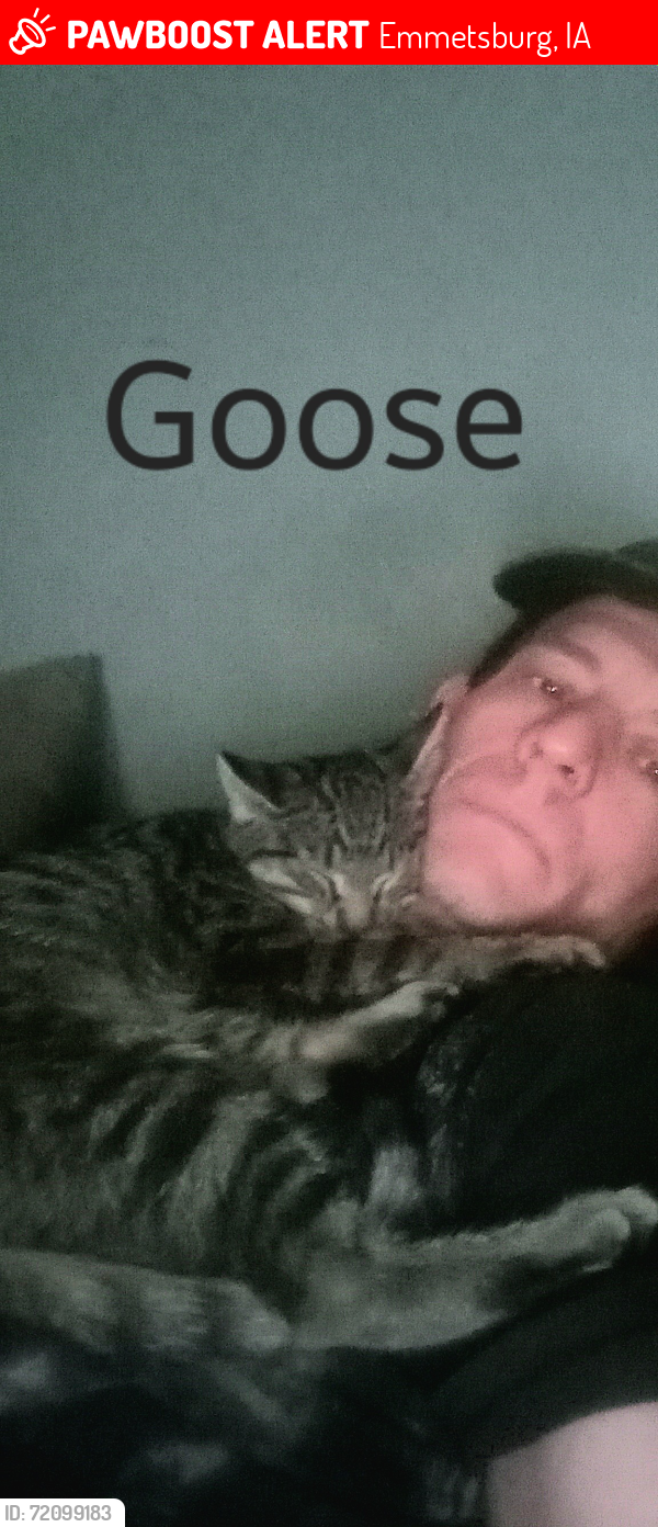Lost Male Cat last seen Broadway Street, 4 blocks south of lake, Emmetsburg, IA 50536