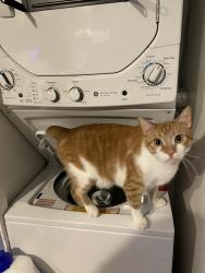 Lost Male Cat last seen Last seen at El Dorado Hills apmt complex, San Diego, CA 92124
